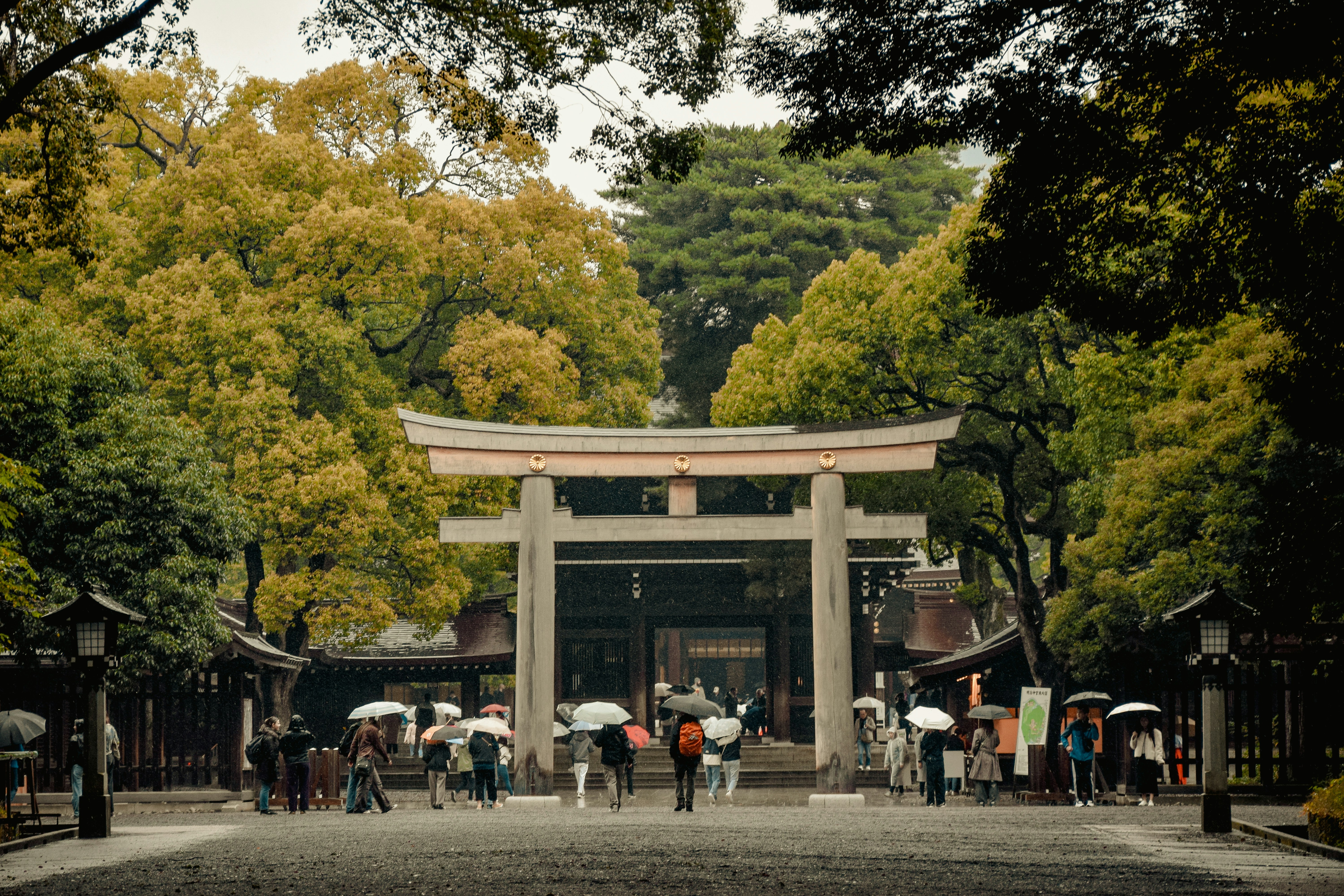 Tree-lined gravel path through the forested grounds of Meiji Shrine