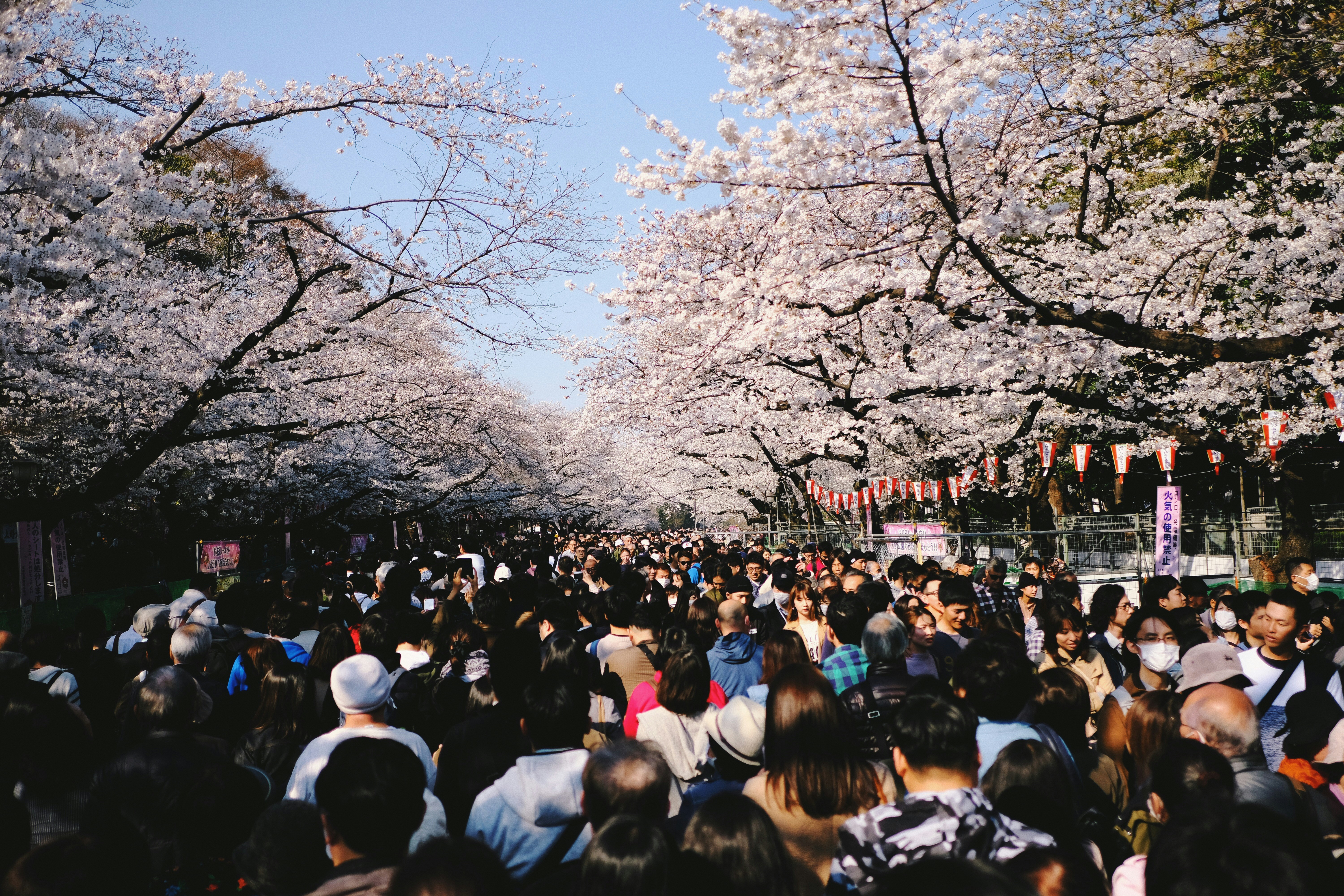 Cherry blossoms in full bloom over a pond in Ueno Park with visitors on paths